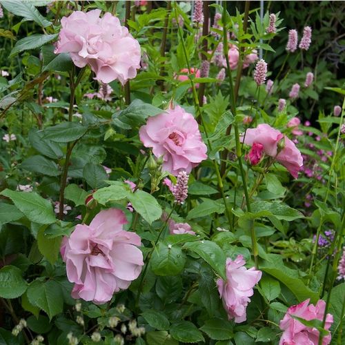Violeta malva pálido - Árbol de Rosas Flor Simple - rosal de pie alto- forma de corona tupida